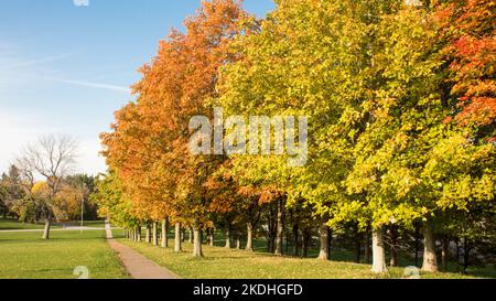 Érable d'automne dans les couleurs de vert, rouge, jaune dans un parc. Feuillage d'automne coloré. Banque D'Images