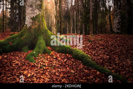 Racines d'arbres sur une forêt pleine de feuilles d'orange tombées en automne Banque D'Images
