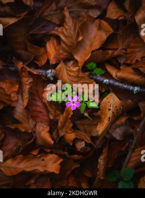Gros plan de fleur violette parmi les feuilles d'orange tombées dans une forêt en automne Banque D'Images