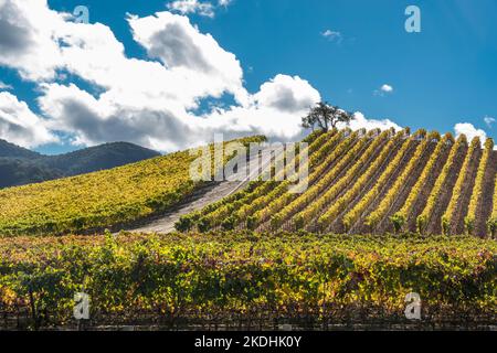 Des rangées de vignes en automne se colorent après la saison de récolte dans la ville de Los Alamos, en Californie. Banque D'Images