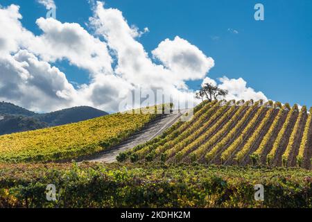 Des rangées de vignes en automne se colorent après la saison de récolte dans la ville de Los Alamos, en Californie. Banque D'Images