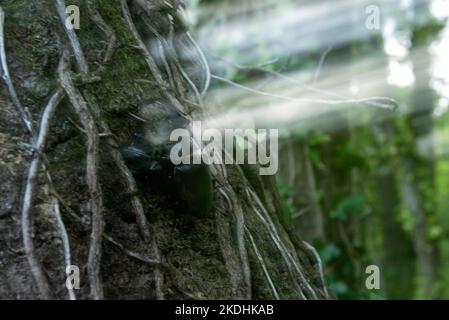 cerf de brochet rouge, vacaoura ou lucanus cervus, se mariant dans un arbre empoisonné avec effet de zoom en illumination Banque D'Images