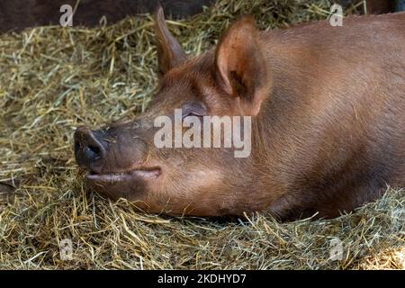 Chimacum, Washington, États-Unis. Portrait de porcelet Tamworth Pig Banque D'Images