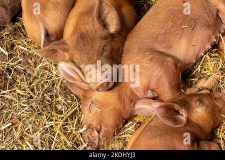 Chimacum, Washington, États-Unis. Les porcelets Tamworth Pig se sont regroupés pour dormir Banque D'Images