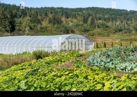 Chimacum, Washington, États-Unis. Divers types de courges et de colverts poussent dans un champ en face d'une serre commerciale. Banque D'Images