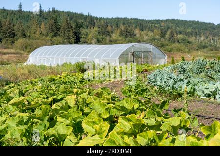 Chimacum, Washington, États-Unis. Divers types de courges et de colverts poussent dans un champ en face d'une serre commerciale. Banque D'Images