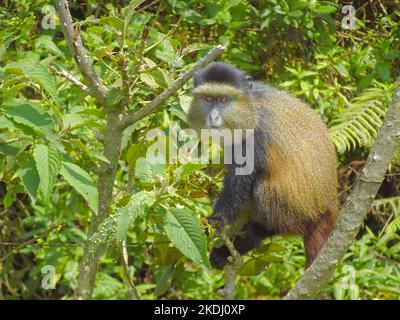 Rwanda, Parc national des volcans 4th septembre 2022 Monkey d'or dans l'arbre Banque D'Images