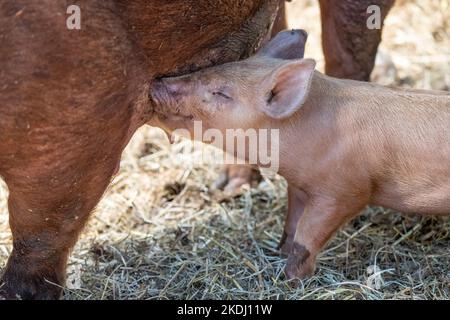 Chimacum, Washington, États-Unis. Soins de porc et de truie Tamworth Banque D'Images