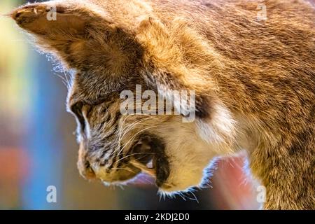 Gros plan du lynx roux de taxidermie (lynx roux) au centre d'accueil du parc national de Tallulah gorge, exposition sur la faune et la flore de Géorgie, à Tallulah Falls, en Géorgie. (ÉTATS-UNIS) Banque D'Images