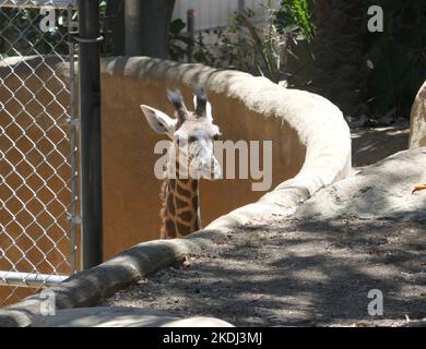 Los Angeles, Californie, États-Unis 7th juillet 2022 Baby Maasai Giraffe, Masai Giraffe au zoo DE LA sur 7 juillet 2022 à Los Angeles, Californie, États-Unis. Photo par Barry King/Alay stock photo Banque D'Images