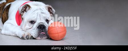 Bannière un jeune bouledogue anglais se trouve sur le sol et regarde la caméra avec des yeux tristes à côté d'une balle de jeu orange avec un espace de copie. Concept de santé PET Banque D'Images