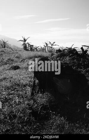 Photo noir et blanc, photo monochrome d'une vue sur les collines et les vallées de Cicalengka - Indonésie Banque D'Images