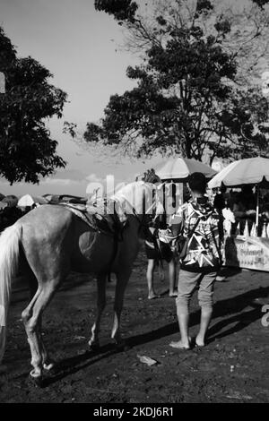 Cikancung, West Java, Indonésie - 23 octobre 2022 : photo en noir et blanc, photo monochrome d'un cheval à louer aux visiteurs Banque D'Images