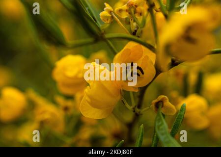 Senna artemisioides Banque D'Images