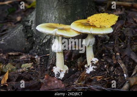 Amanita phalloïdes toxique ang dangereux champignon, communément connu sous le nom de la calotte de mort Banque D'Images