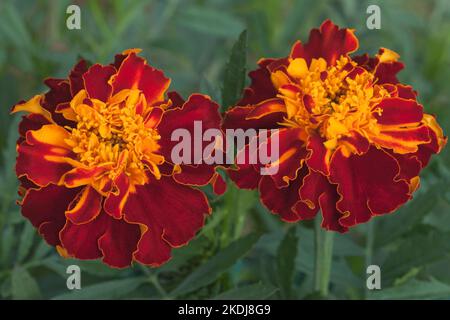 Français Marigold 'Bolero', Tagetes patula nana Banque D'Images