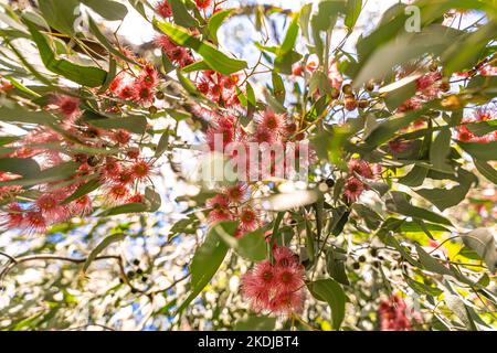 L'eucalyptus sideroxylon rosea, également connu sous le nom de «Red Iron Bark», a une douce habitude de pleurer et a des masses de petites fleurs roses en hiver. Banque D'Images