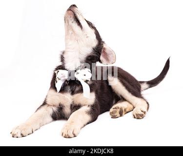 Portrait d'un grand chiot mongrel avec un arc autour de son cou. Couleur noire avec des marques marron clair, isolée sur un fond blanc Banque D'Images