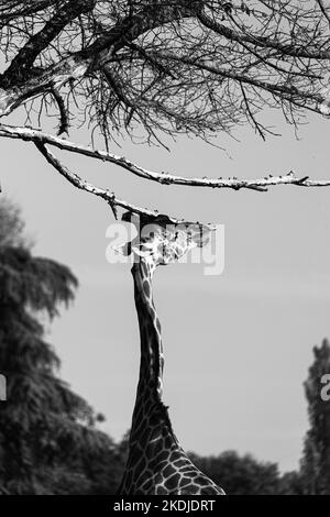 girafe s'étire la tête vers une branche, photographie en noir et blanc Banque D'Images