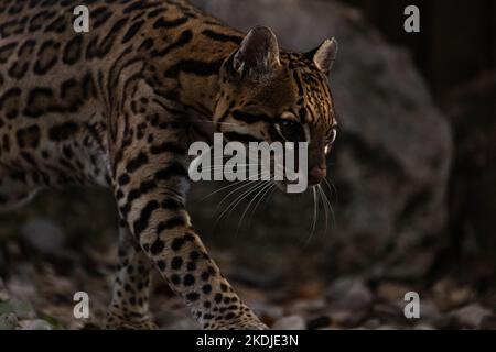 Ocelot marchant dans un chemin de forêt Banque D'Images