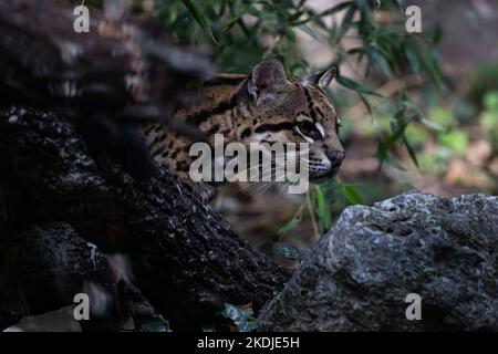 Ocelot à pied près des troncs d'arbre tombés Banque D'Images