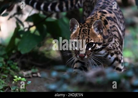 ocelot me regarde d'en dessous Banque D'Images