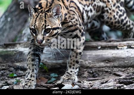 Ocelot à pied près des troncs d'arbre tombés Banque D'Images