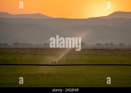 Pulvérisation d'eau sur les récoltes par sprinkleurs à la ferme Banque D'Images