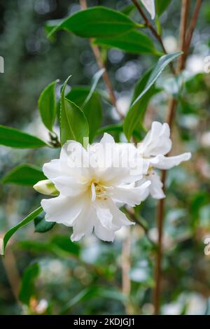 CAMELLIA x vernalis 'Dawn', floraison très précoce avec des fleurs blanches semi-doubles Banque D'Images