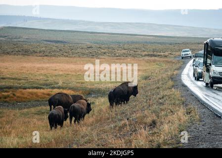 Des bisons qui marchent sur les prairies par des véhicules qui se déplacent sur la route en été Banque D'Images