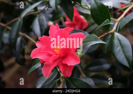 Camellia × williamsii 'Bell liberté', Bell liberté Camellia. Les fleurs sont pourpres et semi-doubles Banque D'Images