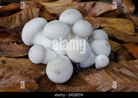 Un nid de boulettes communes, Lycoperdon perlatum, de jeunes spécimens sont considérés comme de bons champignons comestibles Banque D'Images