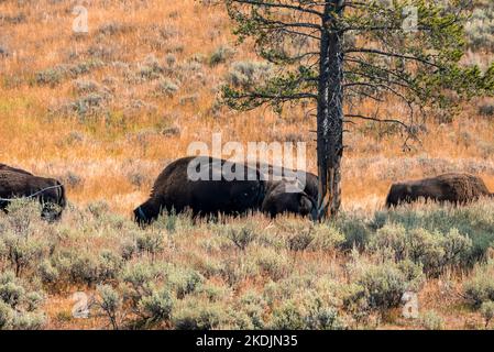 Bisons paissant sur un champ herbacé dans la forêt au parc national de Yellowstone Banque D'Images