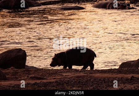 Un veau Hippo retourne sur la rivière Ruaha à la lumière du matin. La gousse aura dispersé le long de la façade de la rivière pendant la nuit pour se brouter Banque D'Images