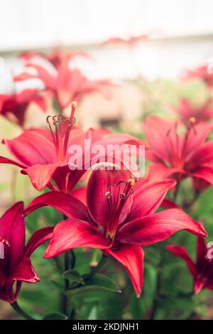 Asiatic Lily Red County. Magnifique photo de fleurs Banque D'Images