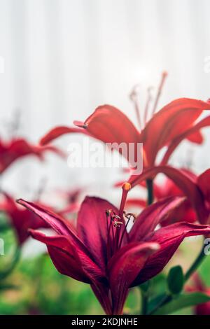 Asiatic Lily Red County. Magnifique photo de fleurs Banque D'Images