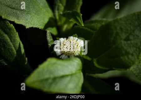 Eclipta plante dans la nature. Fausse Marguerite ou eclipta alba ou bhringraj ou eclipta prostrata ou yerba de tago. Belle nature, papier peint. Plante à base de plantes. Banque D'Images