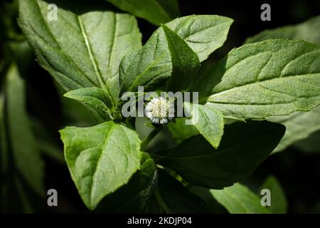 Eclipta plante dans la nature. Fausse Marguerite ou eclipta alba ou bhringraj ou eclipta prostrata ou yerba de tago. Belle nature, papier peint. Plante à base de plantes. Banque D'Images