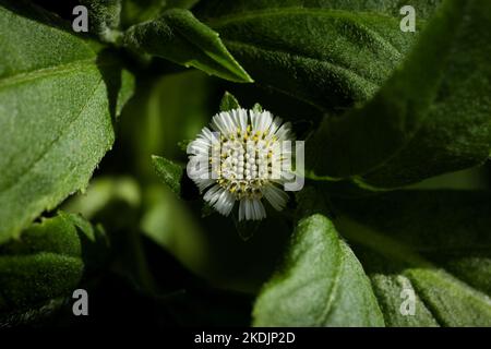 Eclipta plante dans la nature. Fausse Marguerite ou eclipta alba ou bhringraj ou eclipta prostrata ou yerba de tago. Belle nature, papier peint. Plante à base de plantes. Banque D'Images