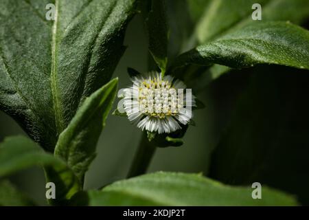 Eclipta plante dans la nature. Fausse Marguerite ou eclipta alba ou bhringraj ou eclipta prostrata ou yerba de tago. Belle nature, papier peint. Plante à base de plantes. Banque D'Images