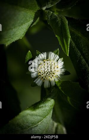 Eclipta plante dans la nature. Fausse Marguerite ou eclipta alba ou bhringraj ou eclipta prostrata ou yerba de tago. Belle nature, papier peint. Plante à base de plantes. Banque D'Images