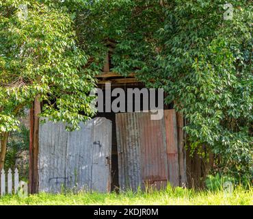 Un vieux garage en bois surcultivé avec des arbres et enfermé avec des feuilles de ferrailles galvanisées pour les portes à Murrurundi, Nouvelle-Galles du Sud, Australie Banque D'Images