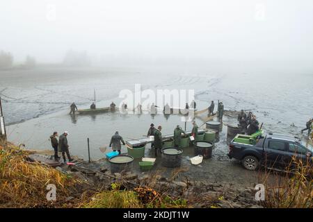Les pêcheurs pêchent à l'extérieur de l'étang à Lipnik, dans la région de Vysocina, sur 28 octobre 2022. Les pêcheurs tchèques transportent des étangs de septembre à novembre pour récolter des carpes Banque D'Images