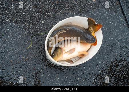 Les pêcheurs ont vendu le poisson alors qu'ils pêchaient à l'extérieur de l'étang à Lipnik, dans la région de Vysocina, sur 28 octobre 2022. Les pêcheurs tchèques transportent les étangs de septembre à novembre Banque D'Images