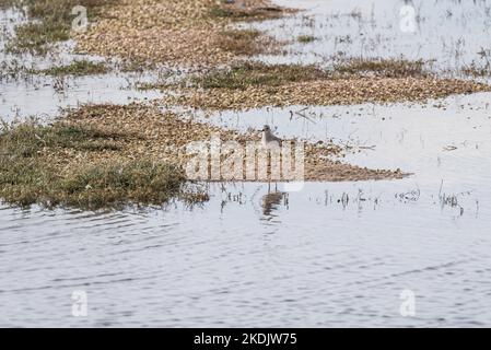 Pluvier gris debout (Pluvialis squatarola) Banque D'Images