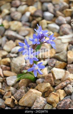 Scilla luciliae, Speta, la gloire de Lucile dans la neige, Chionodoxa luciliae Boiss. Étoiles, fleurs blanches, bleu vif Banque D'Images