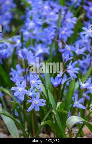 Scilla luciliae, Speta, la gloire de Lucile dans la neige, Chionodoxa luciliae Boiss. Étoiles, fleurs blanches, bleu vif Banque D'Images