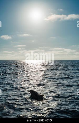 Silhouette commune de dauphin contre le soleil nageant dans l'océan Pacifique bleu excursions d'observation des baleines en Californie Etats-Unis préservation de la faune et biodi marin Banque D'Images