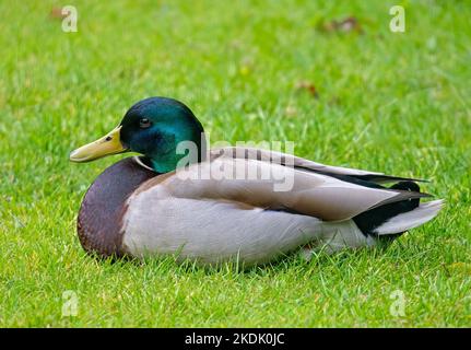Canard colvert assis sur une pelouse Banque D'Images