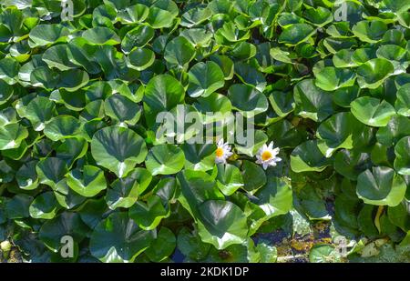 De nombreuses feuilles de nénuphars vertes et deux fleurs blanches sur la rivière dans l'étang Banque D'Images